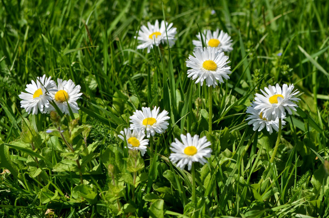 Обои картинки фото цветы, маргаритки, трава