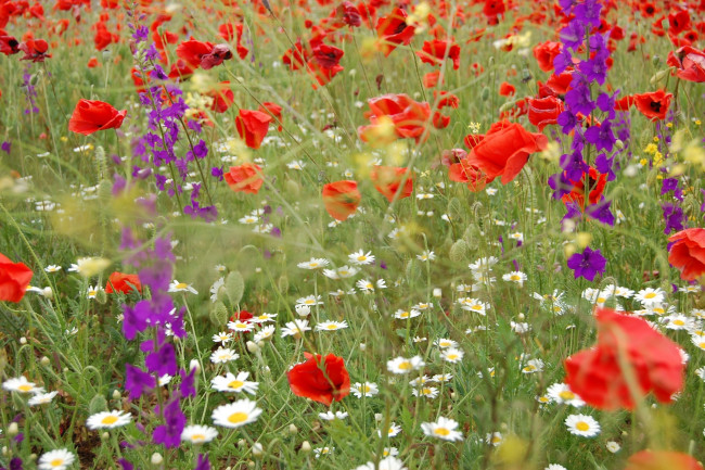 Обои картинки фото цветы, луговые, полевые, луг, маки, ромашки