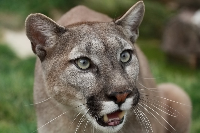 Обои картинки фото животные, пумы, кугуар, пума, горный, лев, морда