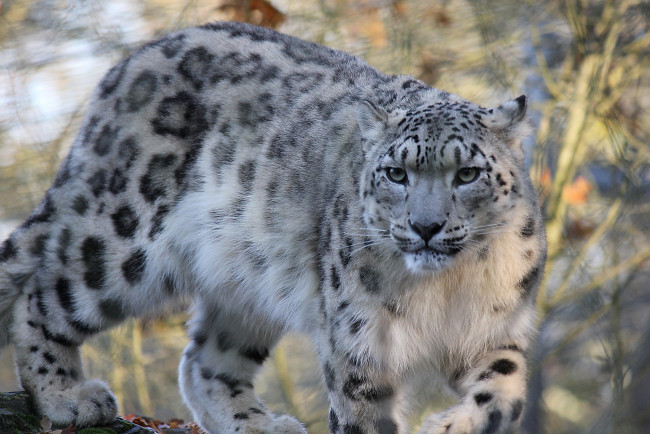 Обои картинки фото животные, снежный, барс, ирбис