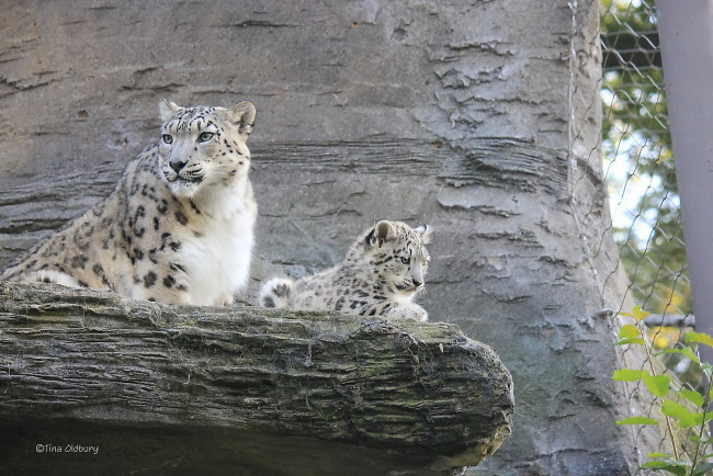 Обои картинки фото животные, снежный, барс, ирбис, пара