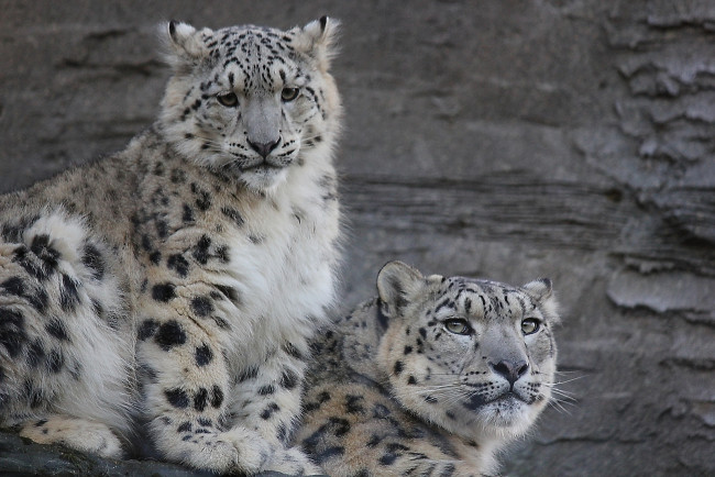 Обои картинки фото животные, снежный, барс, ирбис, пара