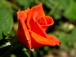 Картинка цветы розы бутон макро