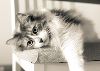 Картинка животные коты стул взгляд