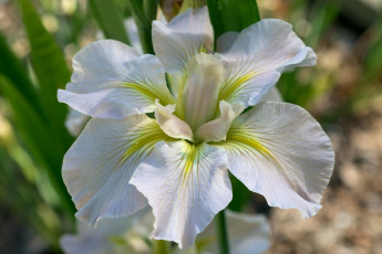 Картинка цветы ирисы лепестки касатик