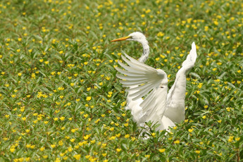 Картинка животные цапли цветы большая белая цапля крылья