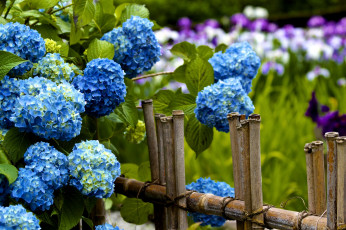 Картинка цветы гортензия заборчик голубой