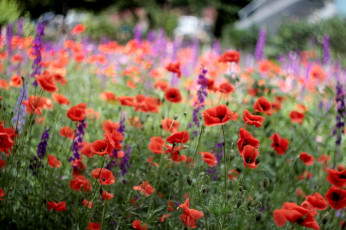 Картинка цветы луговые полевые луг