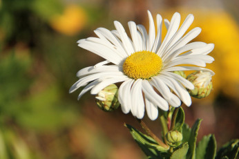 Картинка цветы ромашки солнышко бутончики макро