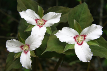 Картинка цветы триллиумы трилистник