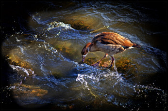 Картинка животные гуси вода