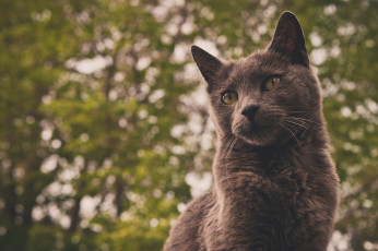 Картинка животные коты портрет