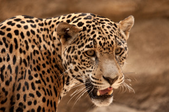 Картинка животные Ягуары морда пятна