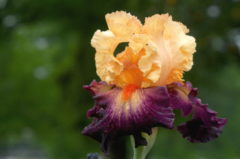 Картинка цветы ирисы касатик