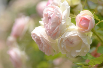 Картинка цветы розы свет