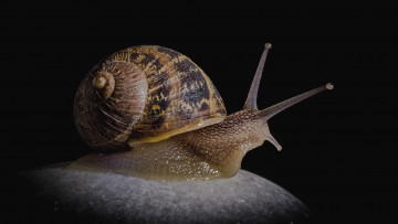 Картинка животные улитки рожки слизняк