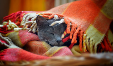 Картинка животные коты плед