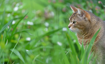 Картинка животные коты трава