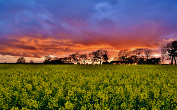 Картинка природа поля деревья рапс закат