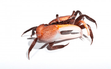 Картинка животные крабы раки клешни