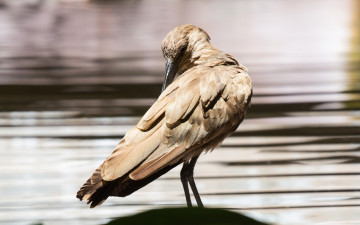 Картинка животные птицы клюв