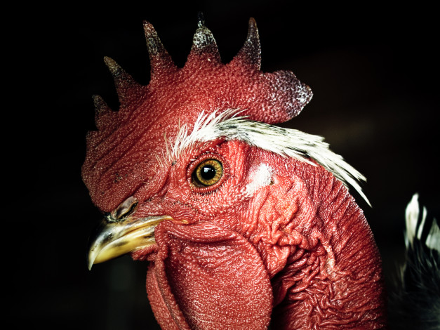 Обои картинки фото животные, куры, петухи, гребешок, клюв, петух