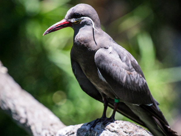 Обои картинки фото животные, птицы, клюв