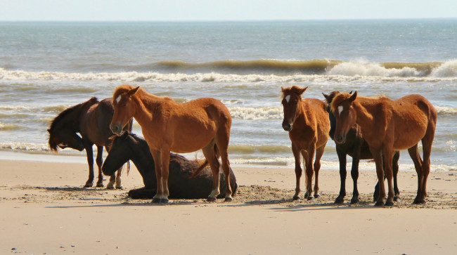 Обои картинки фото животные, лошади, море