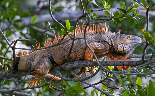 Обои картинки фото животные, Ящерицы, игуаны, вараны, игуана, ветки