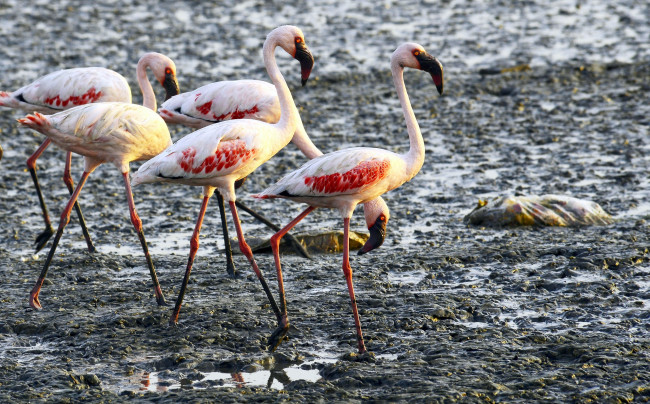 Обои картинки фото животные, фламинго, длинноногие