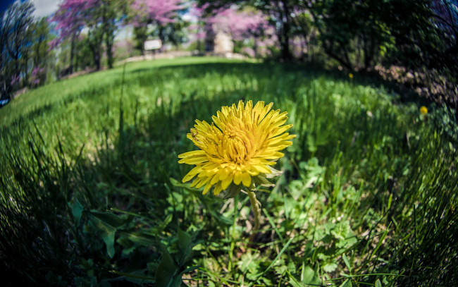 Обои картинки фото цветы, одуванчики, трава