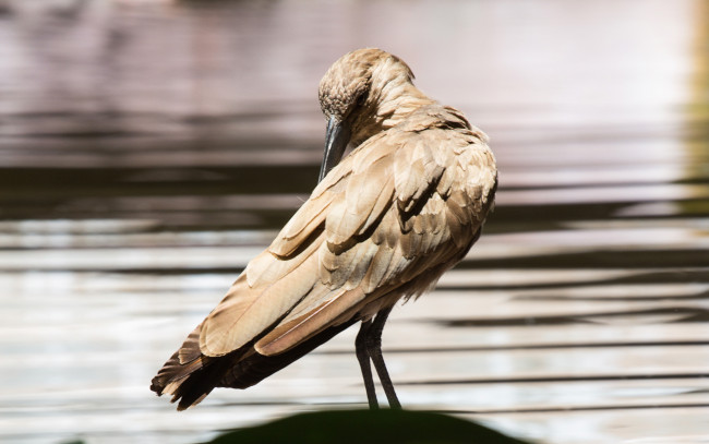 Обои картинки фото животные, птицы, клюв