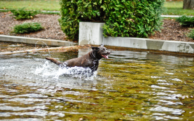 Обои картинки фото животные, собаки, брызги, вода