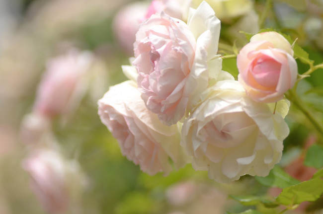 Обои картинки фото цветы, розы, свет