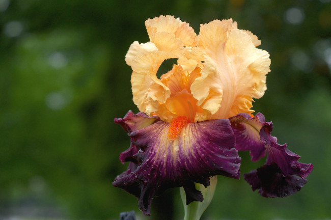 Обои картинки фото цветы, ирисы, касатик