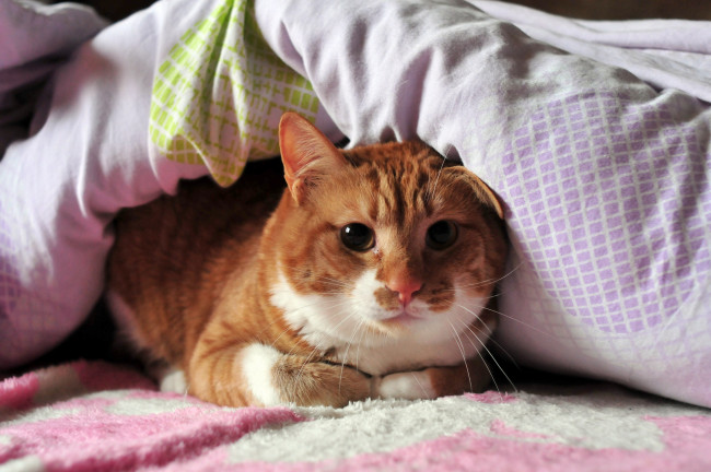 Обои картинки фото животные, коты, одеяло, укрытие
