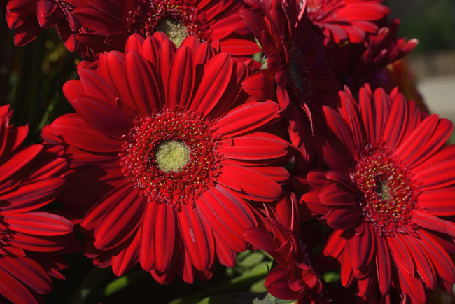 Обои картинки фото цветы, герберы, красный, лепестки