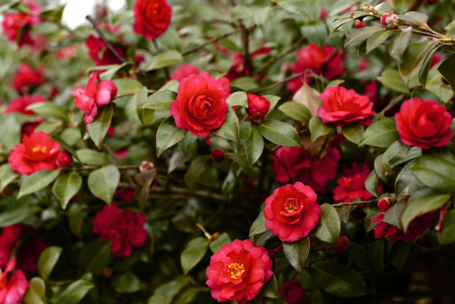 Обои картинки фото цветы, камелии, дерево, красный