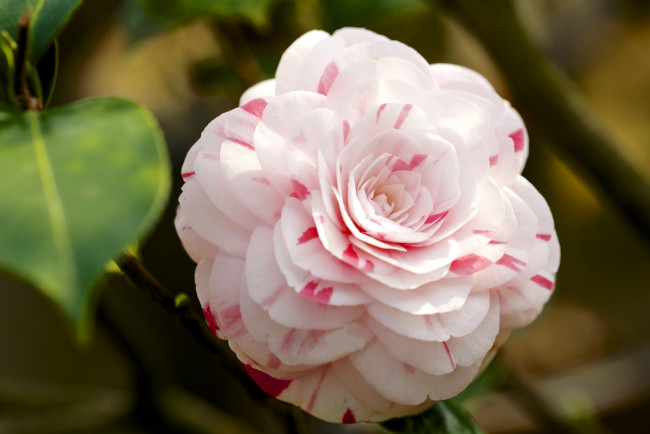 Обои картинки фото цветы, камелии, пестрый, лепестки