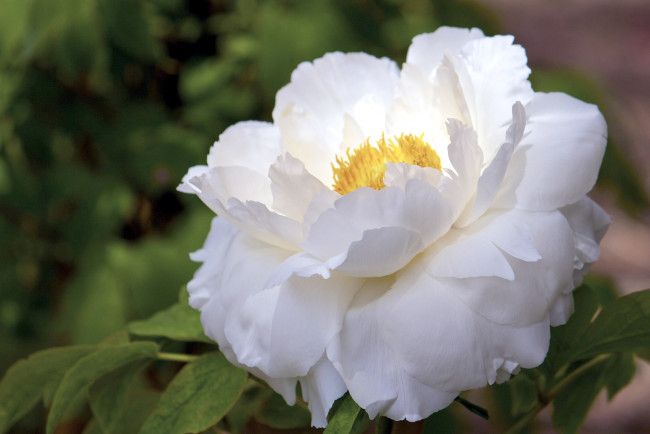 Обои картинки фото цветы, пионы, белый