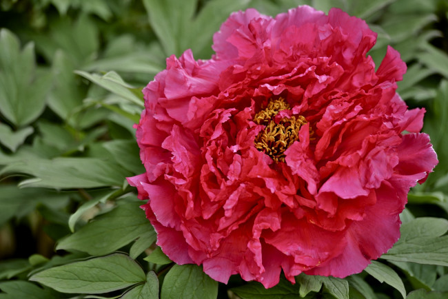 Обои картинки фото цветы, пионы, красный, круглый