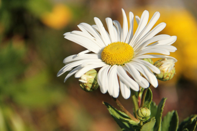Обои картинки фото цветы, ромашки, солнышко, бутончики, макро