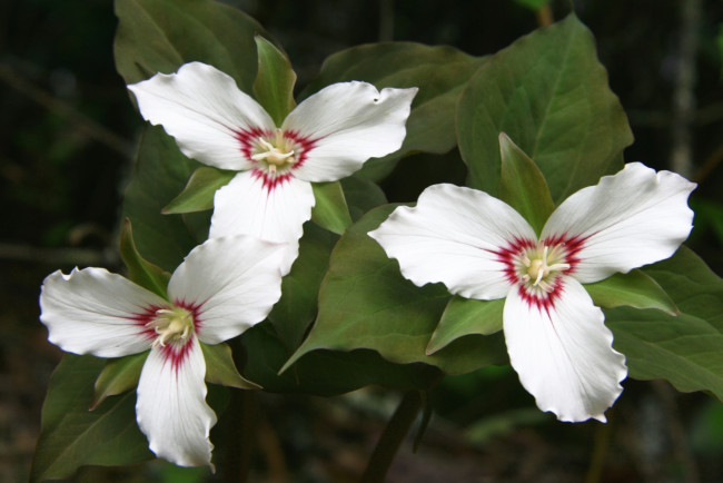 Обои картинки фото цветы, триллиумы, трилистник