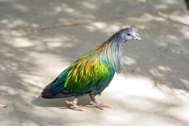 Обои картинки фото животные, голуби, гривистый, голубь