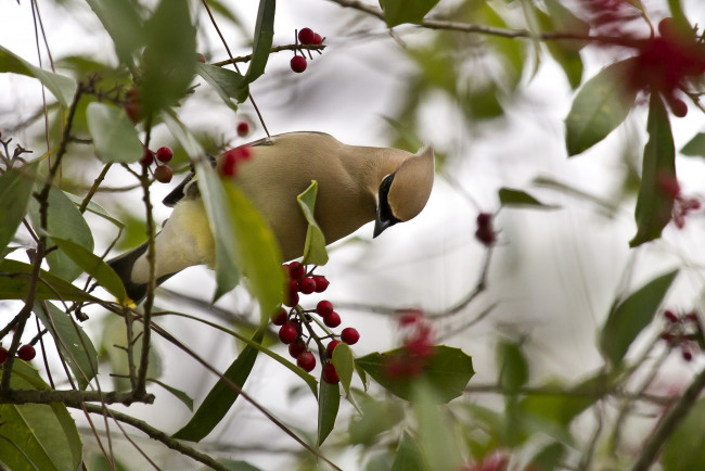 Обои картинки фото животные, свиристели, ягоды, хохолок