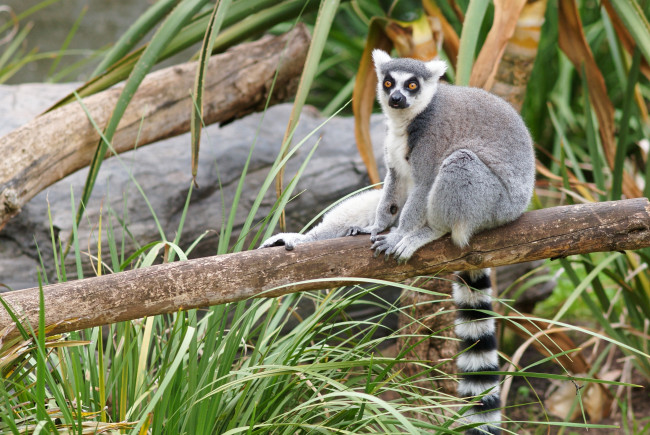 Обои картинки фото животные, лемуры, кошачий, лемур