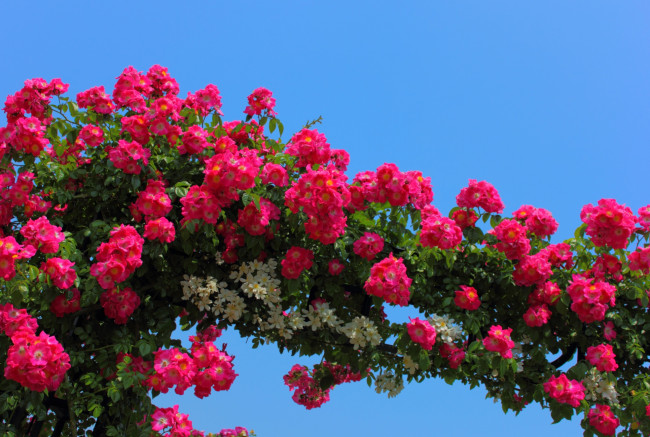 Обои картинки фото цветы, розы, арка, красный