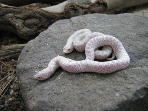 Картинка животные змеи +питоны +кобры змея альбинос