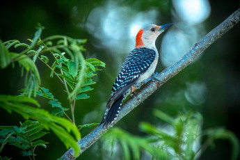 Картинка животные дятлы дятел ветка листья птица