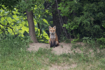 Картинка животные лисы лисенок